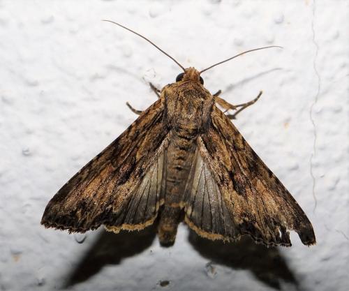 Apamea syriaca